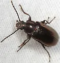 Dinomus laetus - photo 3