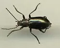 Dinomus micans - photo 3