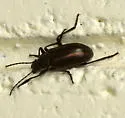 Dinomus micans - photo 4