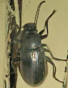 Dinomus micans - photo 5