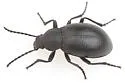 Dinomus opacus - photo 2