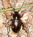 Dinomus pernitens - photo 2