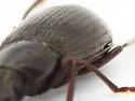 Dinomus pernitens - photo 3