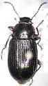 Dinomus pernitens - photo 5