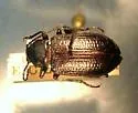 Dinomus punctatus - Dinomus punctatus