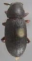 Dinomus rufipes - Dinomus rufipes