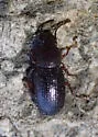 Dinomus rufipes - photo 2