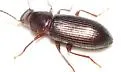 Dinomus rugicollis