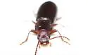 Dinomus rugicollis - photo 2