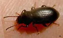 Dinomus rugicollis - photo 3