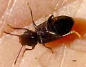 Dinomus rugicollis - photo 4