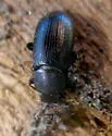 Dinomus rugicollis - photo 5