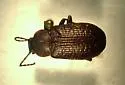 Dinomus rugulosus - Dinomus rugulosus