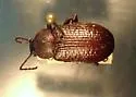 Dinomus rugulosus - photo 2