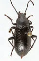 Dinomus rugulosus - photo 3