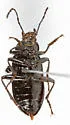 Dinomus rugulosus - photo 4