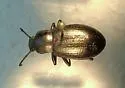 Dinomus spretus - Dinomus spretus