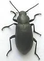 Dinomus spretus - photo 2