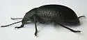 Dinomus spretus - photo 3