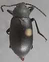 Dinomus spretus - photo 4