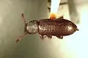 Dinomus stenotrichoides - Dinomus stenotrichoides