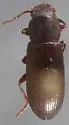 Dinomus stenotrichoides - photo 2