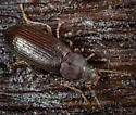 Dinomus stenotrichoides - photo 3