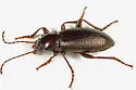 Dinomus theodorei - Dinomus theodorei