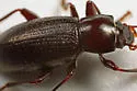Dinomus theodorei - photo 2