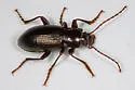 Dinomus theodorei - photo 3