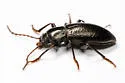 Dinomus theodorei - photo 4