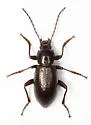 Dinomus theodorei - photo 5