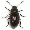 Dinomus tumescens - photo 2