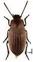 Dinomus tumescens - photo 4