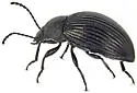 Dinomus tumescens - photo 5