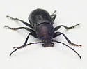 Dinomus undulatus - Dinomus undulatus