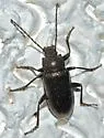 Dinomus undulatus - photo 2