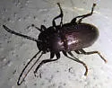 Dinomus undulatus - photo 3
