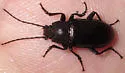 Dinomus undulatus - photo 4