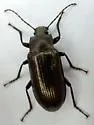 Dinomus undulatus - photo 5
