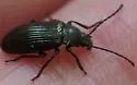 Dinomus venustus - Dinomus venustus
