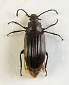 Dinomus venustus - photo 2