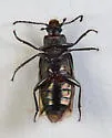 Dinomus venustus - photo 3
