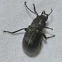 Dinomus venustus - photo 4