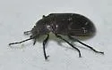 Dinomus venustus - photo 5