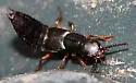 Dinothenarus luteipes