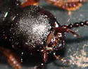 Dinothenarus luteipes - photo 2