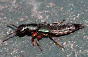 Dinothenarus luteipes - photo 3
