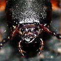 Dinothenarus luteipes - photo 4
