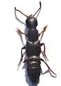 Dinothenarus nigrellus